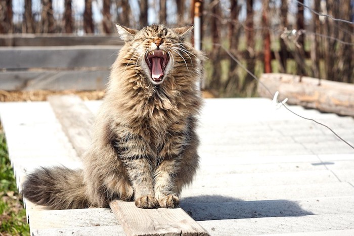 大きく口を開けて座るたてがみのある猫