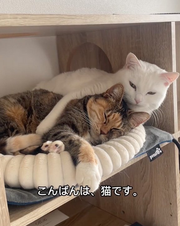 抱きつく猫