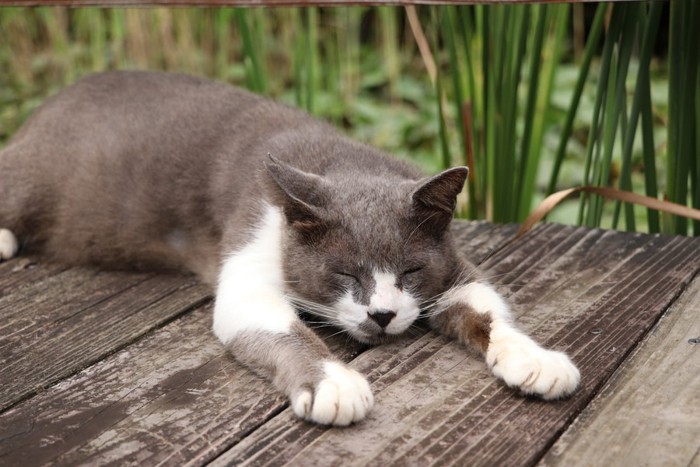 バンザイして眠っている猫