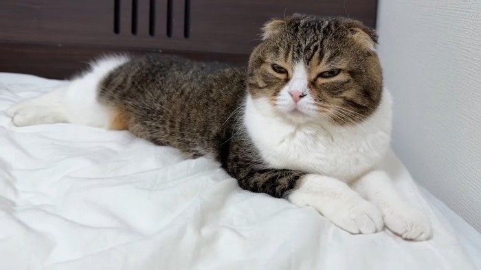 眠そうなぽこ太郎くん