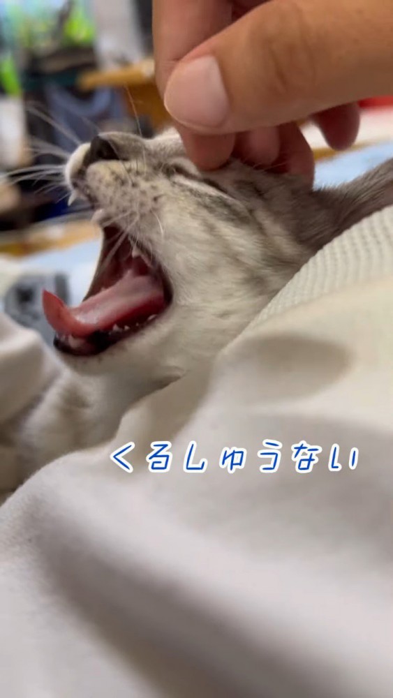 投稿主さんに撫でられて欠伸をする仔猫