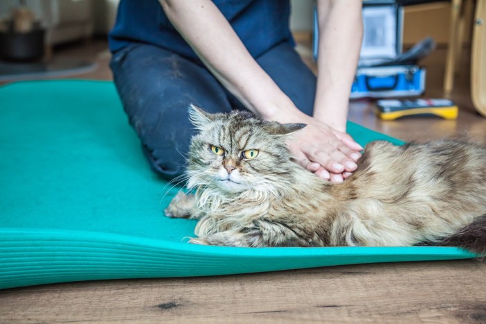 青いマットの上で本格的にマッサージを受ける猫