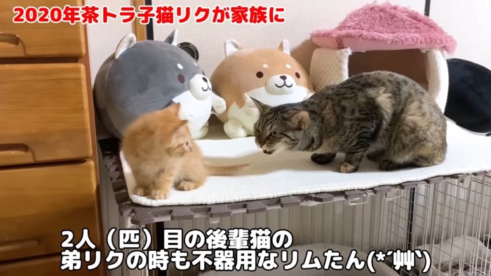 シャー