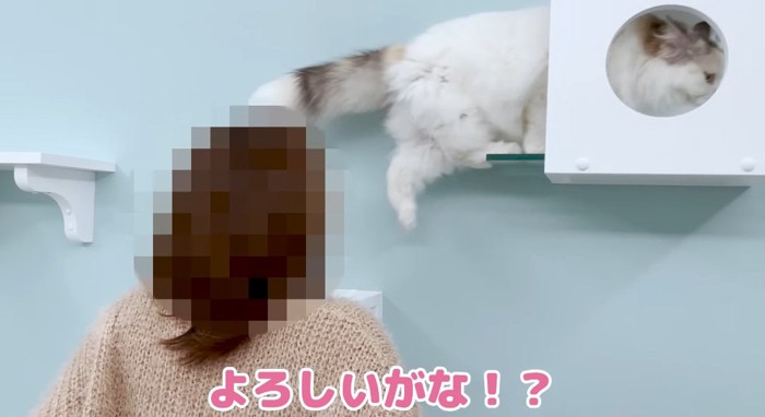 逃げる猫