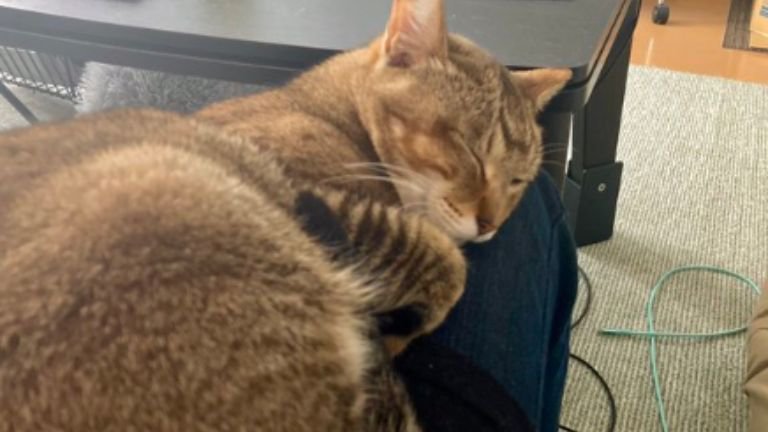 膝の上で眠る猫