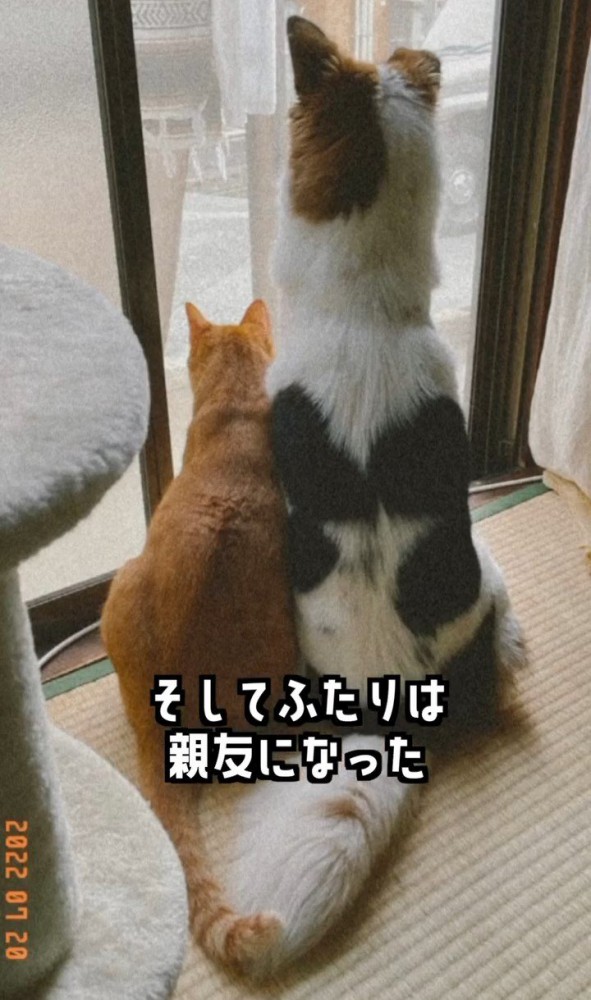 並んで外を見る犬と猫