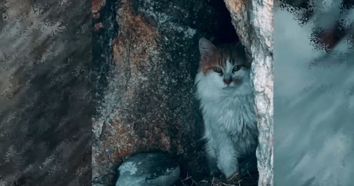 岩場の影に猫