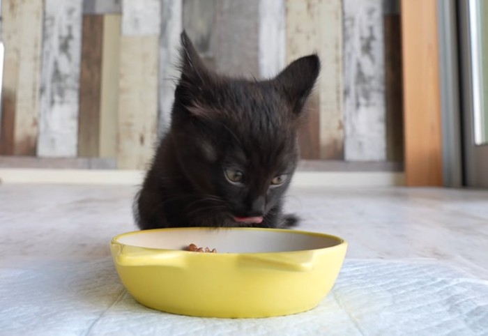 ご飯を食べる子猫