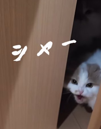 ドアの隙間から猫が鳴く(シャー)