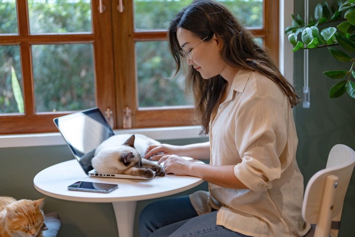 女性のPCに寝そべる猫