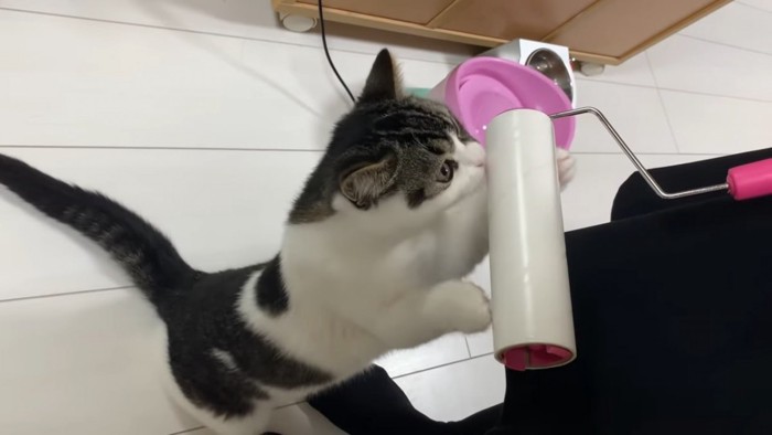 コロコロに顔を近づける猫