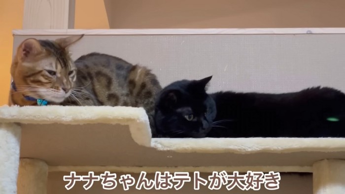 並ぶベンガルと黒猫