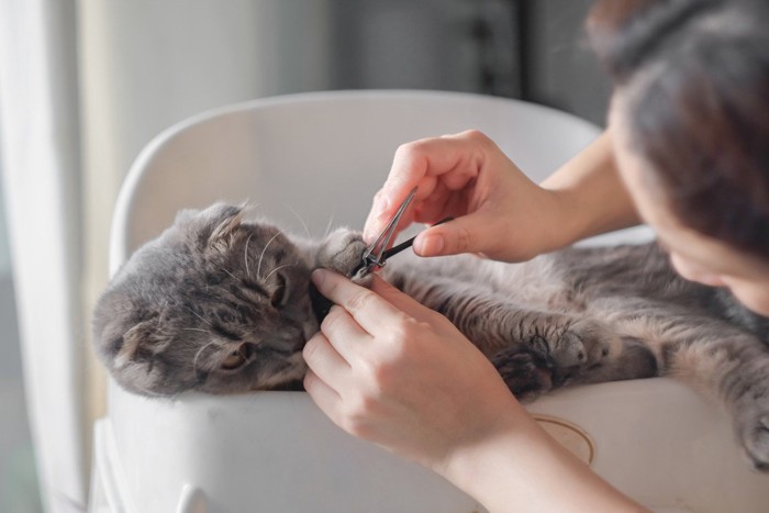 寝転んでいる猫の爪を切る女性