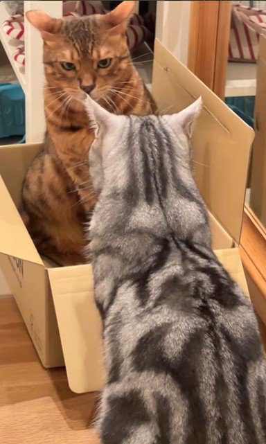 段ボールの中にいる猫と外に座っている猫