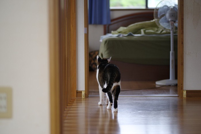 家の中を歩く猫の後ろ姿