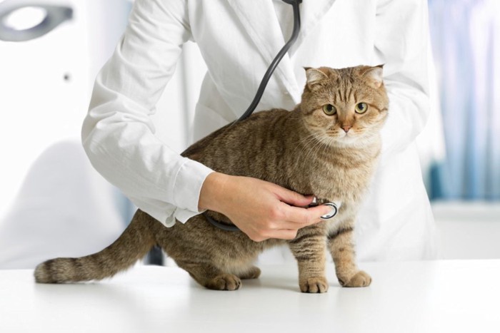 健康診断を受ける猫