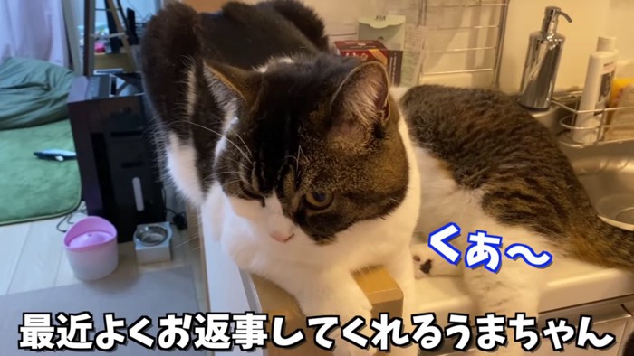 下を見る猫