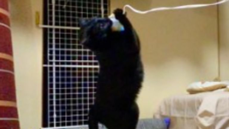 遊んでいる猫