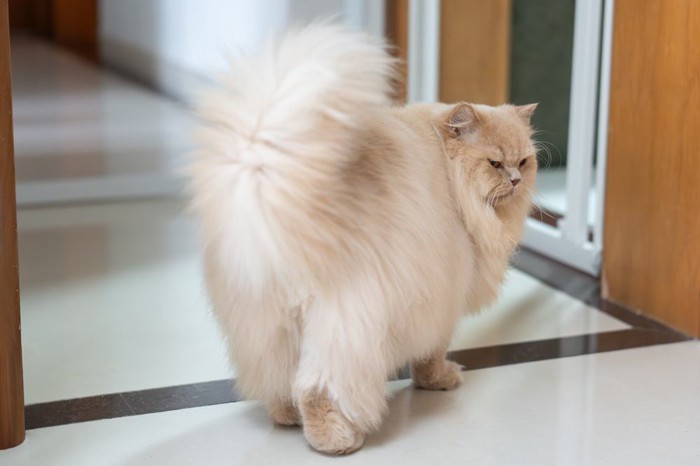 逃げる猫