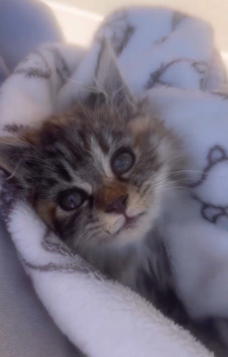 毛布にくるまれた子猫