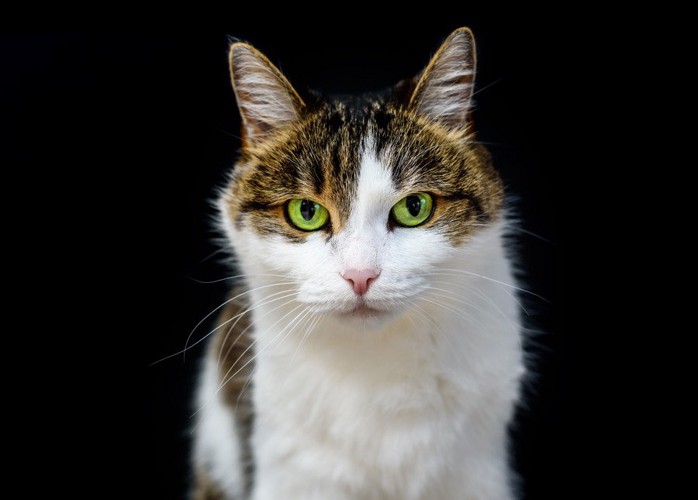 猫の上半身アップ