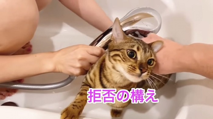 シャワーをかけられ上を向く猫