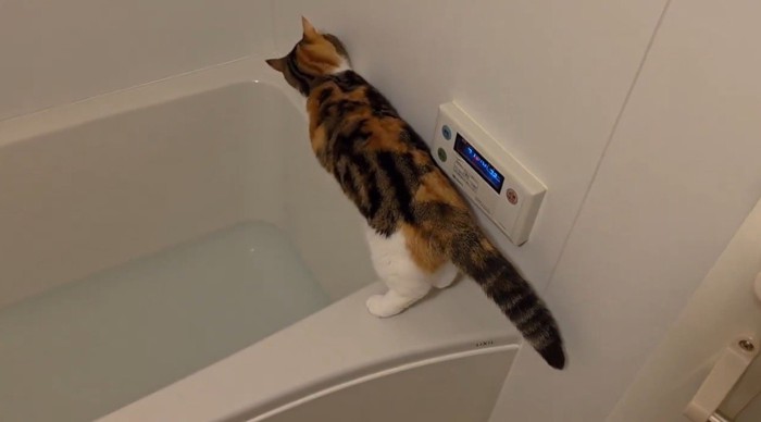 浴槽の縁を歩き始める猫