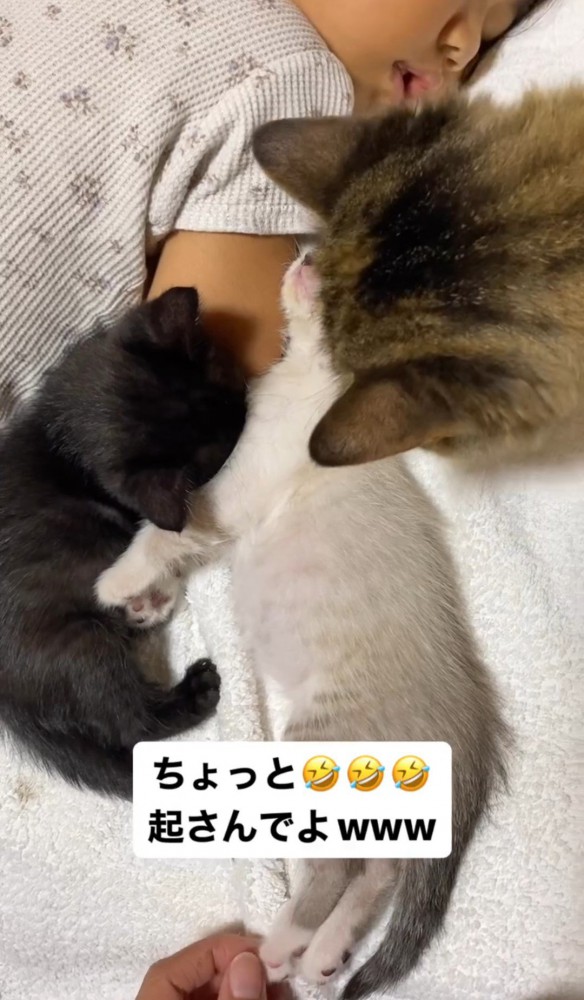 寝ている子猫を覗く猫の頭1