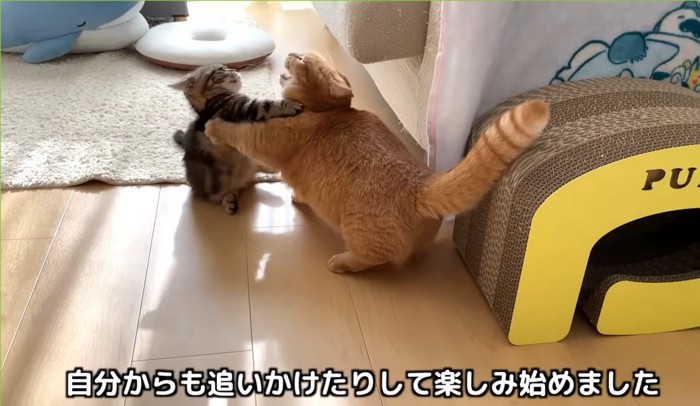 じゃれ合う子猫と成猫