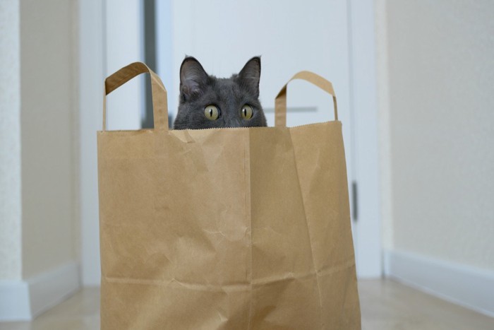紙袋から顔を覗かせる黒猫