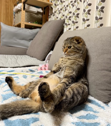 人間みたいに座る猫