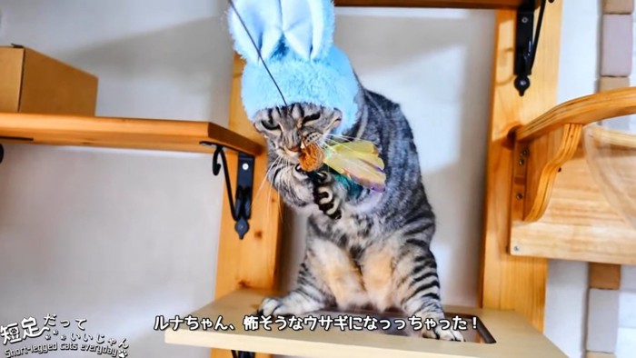 青い被りものの猫