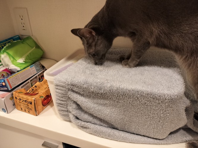 カバーのかかったカゴに乗って顔を近づける猫