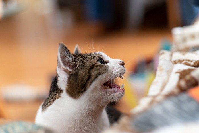 鳴いてる猫の横顔