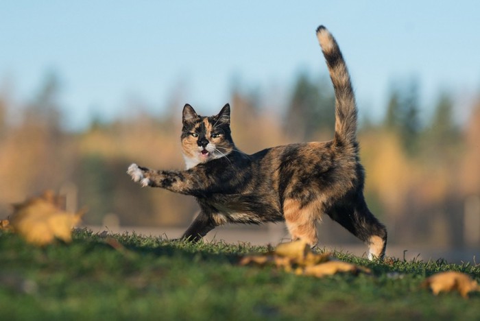 どこかへ行く猫