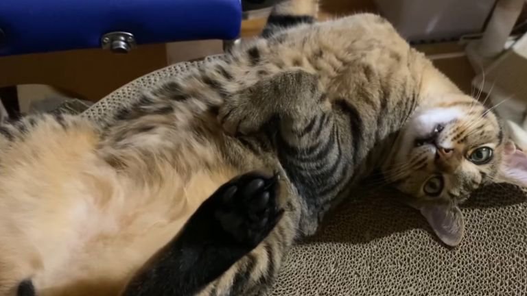 寝転ぶ猫