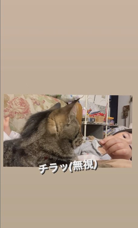 娘さんをチラ見する猫