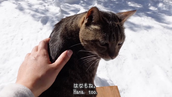 撫でられる猫