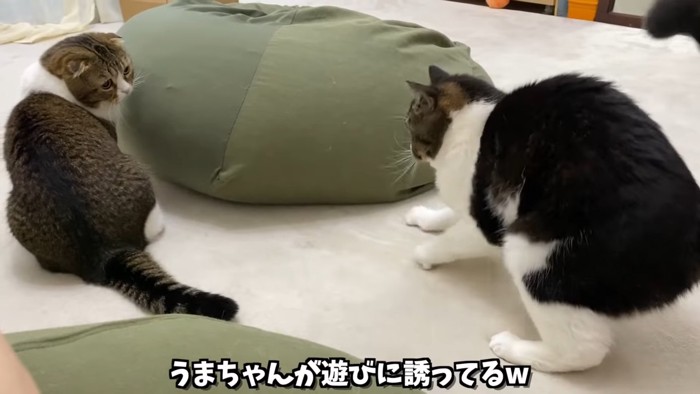 二匹の猫の後ろ姿