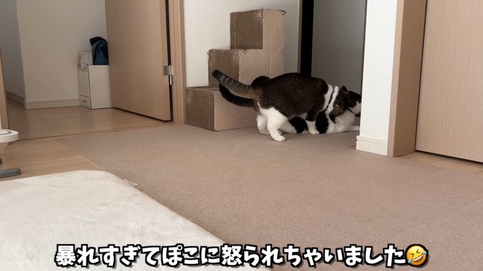 猫の背中を噛む猫