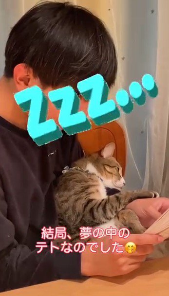 本を読む男の子の腕の中で眠る猫