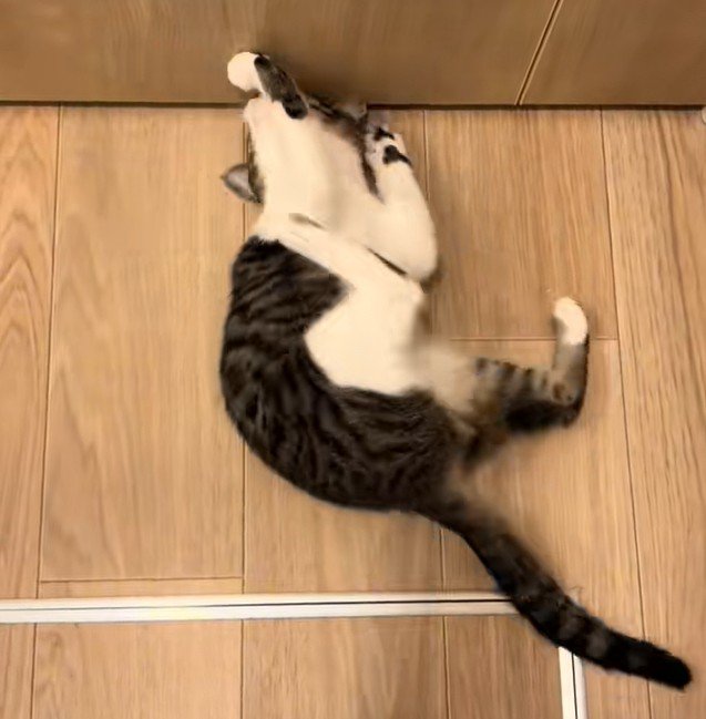 トイレのドアの前で寝転がる猫