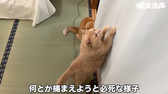 立つ猫