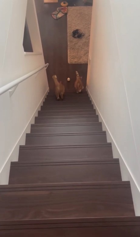 走り切る猫