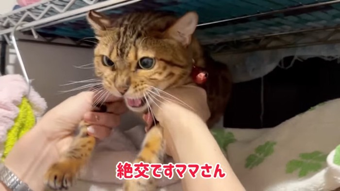 前足をつかまれて怒る猫