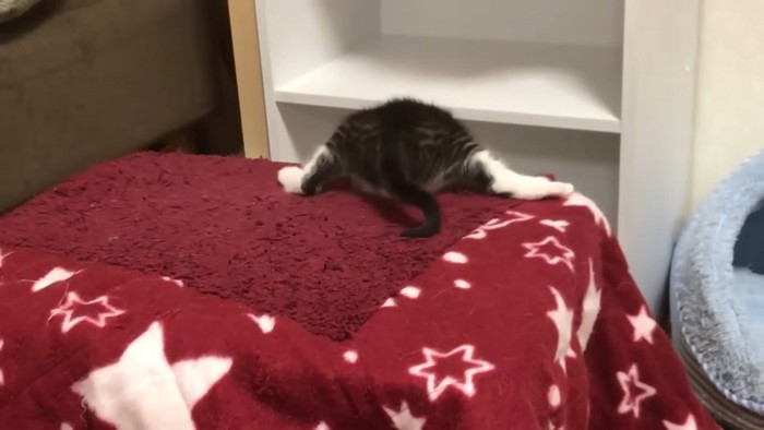 赤い星柄毛布に乗る子猫のお尻