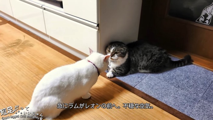 にらみ合う2匹の猫