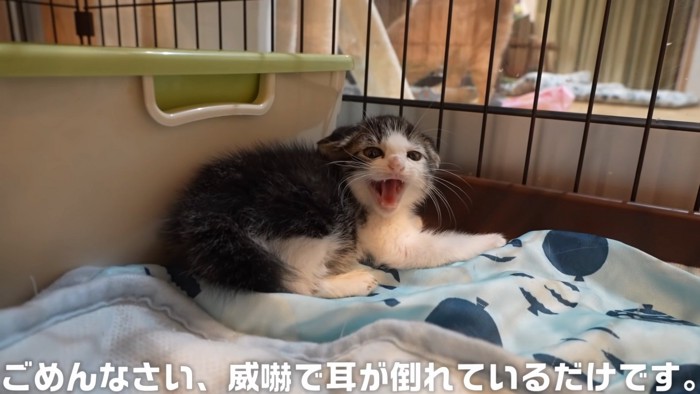 威嚇する子猫