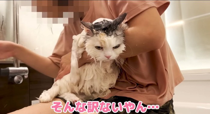 抱っこされる猫