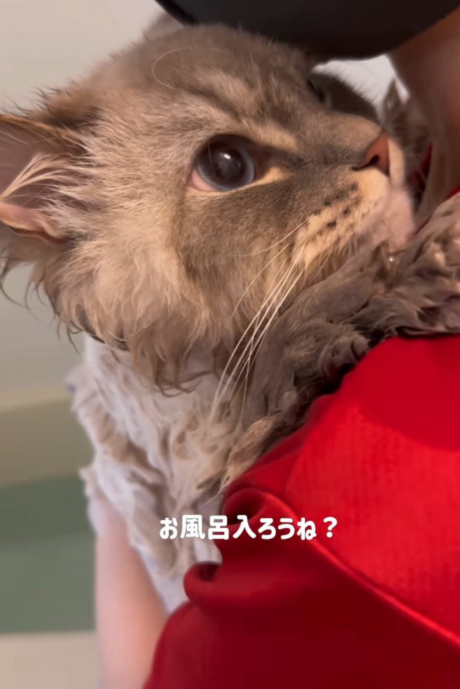 抱っこされ上を見る猫